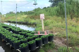 Cần Thơ có quy định mới về diện tích đất tối thiểu được tách thửa