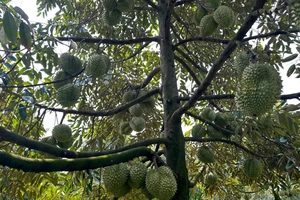 Vụ án 'hợp tác trồng sầu riêng, mít, bơ'