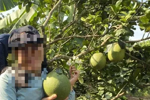 Chặt 40 cây bưởi da xanh do chính mình trồng nhưng vẫn phải... bồi thường