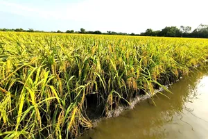 Biết đất đã thế chấp mà vẫn chuyển nhượng, bị đơn phải trả lại tiền và bồi thường thiệt hại