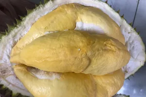 Chuyên gia khuyến nghị giải pháp để trái sầu riêng đáp ứng tiêu chuẩn xuất khẩu