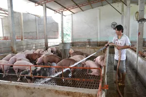 Lãi suất cho vay giải cứu thịt heo gây 'sốc'