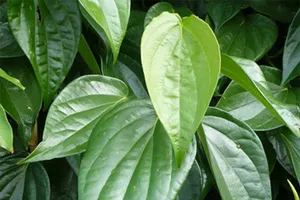 Mẹo hay chữa “viêm cánh”