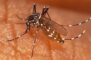 Cảnh giác với bệnh sốt xuất huyết và tay chân miệng ở trẻ em