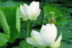 Tác dụng kỳ diệu của cây sen