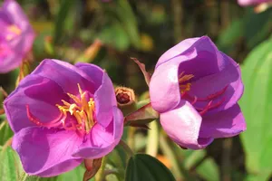 Những loại thảo dược có tác dụng giải độc