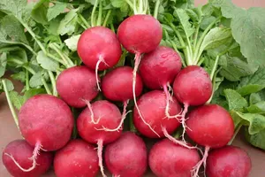 8 thực phẩm vàng trị bệnh trĩ