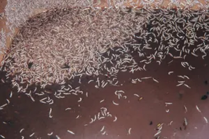 Phải có dòi thì mắm mới ngon?