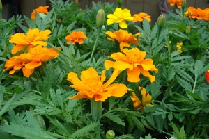 Những loại cây có tác dụng đuổi muỗi 