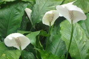 Những loại cây có tác dụng thanh lọc không khí