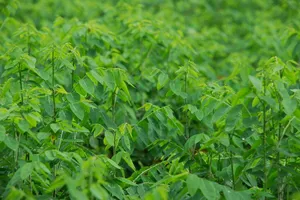 Những loại rau quả bà bầu nên kiêng