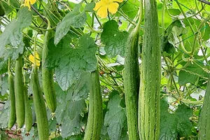 Tác dụng của cây mướp