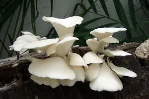 Nấm-phương thuốc chữa bệnh thần kỳ