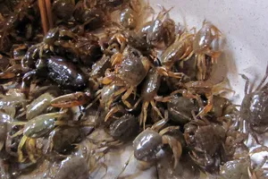 Nguy hiểm cần biết khi ăn cua đồng