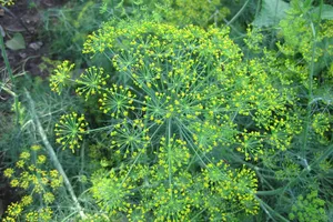 11 loại rau thơm có tác dụng chữa bệnh