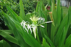 7 bài thuốc dân gian chữa đau lưng siêu hiệu quả