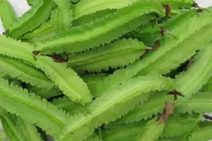 Top 10 loại rau củ giàu canxi