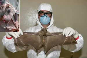 Dịch Ebola: do dơi và sẽ phải... nhờ dơi