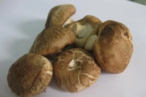 19 người nhập viện vì ăn nấm rừng