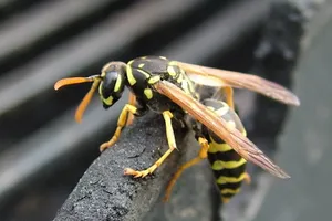 Cứu sống bệnh nhi bị ong vò vẽ đốt 87 vết