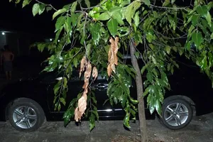 Bé gái chết ngạt bí ẩn trong ôtô đỗ ở bệnh viện