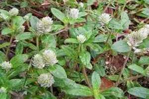 Phát “sốt” với cây nở ngày đất