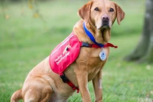 Chú chó phát hiện được hơn 550 ca ung thư