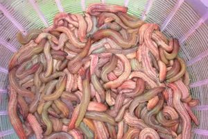 Mùa rươi, ăn rươi cần phải nhớ