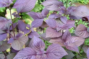 Chống lão hóa da siêu nhanh với lá tía tô