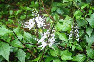 Tác dụng chữa bệnh của cây râu mèo