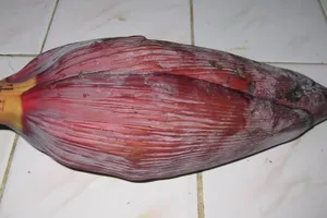 'Vỗ béo' bắp chuối siêu tốc bằng.... 'thần dược'