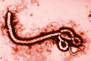 WHO khuyến cáo người khỏi Ebola kiêng sex trong 3 tháng