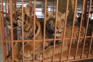 Vụ vứt hai con hổ xuống đường: Sẽ bàn giao hai con hổ cho trung tâm cứu hộ động vật hoang dã