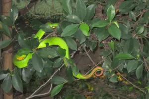 Thêm giả thuyết về hiện tượng rắn lục đuôi đỏ nhiều bất thường