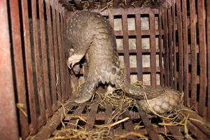 Phát hiện lò mổ thú rừng 'khủng' giữa thủ đô