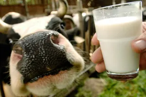 Uống sữa tươi chưa tiệt trùng, bé 3 tuổi tử vong