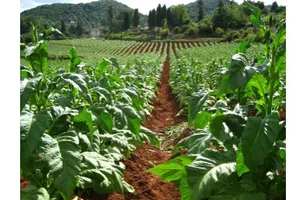 Top 10 nguyên nhân gây ung thư năm 2014