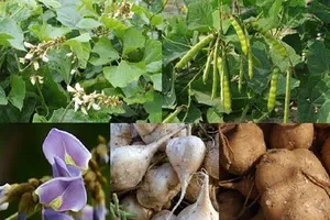 Vì sao ăn hạt củ đậu có thể tử vong?