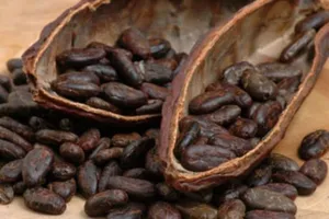 Cacao giúp cải thiện chứng suy giảm trí nhớ
