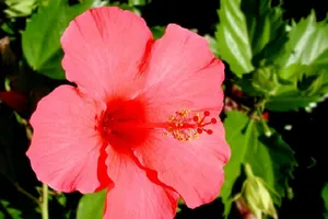 Bí quyết làm đẹp bằng hoa của Ấn Ðộ