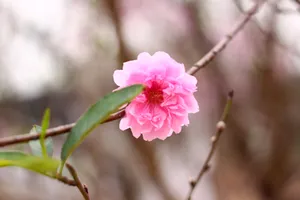 Hoa đào Nhật Tân nở sớm, giới trẻ Hà thành rủ nhau đi chụp ảnh