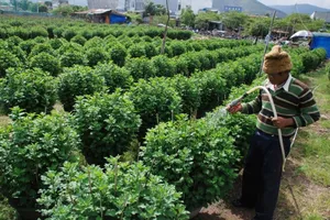 Tất bật trên những đồng hoa cúc Tết