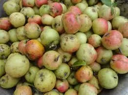 Táo mèo đánh bay chất béo dư thừa