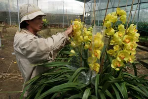 Hơn 50% địa lan Đà Lạt nở trước tết