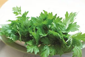 Ngải cứu - dùng quá liều có thể trúng độc