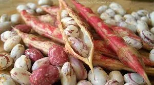 Đậu giúp ngừa ung thư, giảm huyết áp