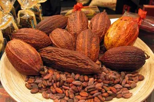 Trị nám, dưỡng ẩm cho các loại da từ bột ca cao