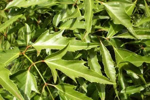 10 dược liệu dân gian chữa đau lưng hiệu quả