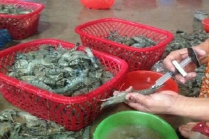 Nhận biết tôm bơm tạp chất như thế nào?