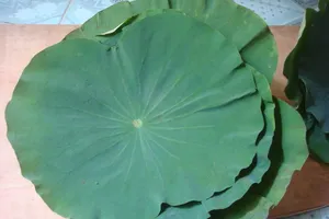 Không phải ai ăn lá sen cũng tốt